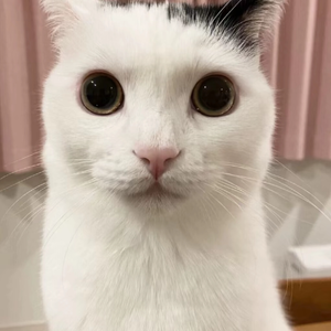 答案