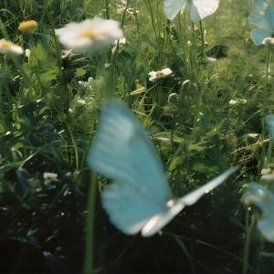 Dear Spring