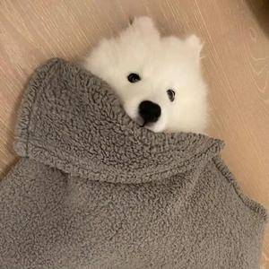 QQ爱